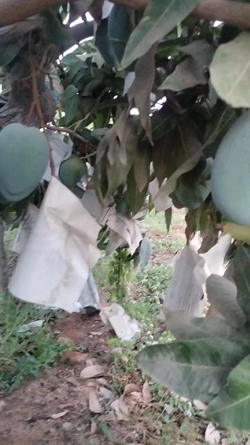 @احمد عمر