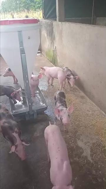 @GRANJAPORCINA RODRIGUEZLOBO 🐖