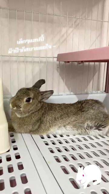 @Pet for Life