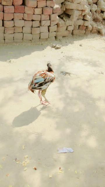 @Muhammad Rafeeq