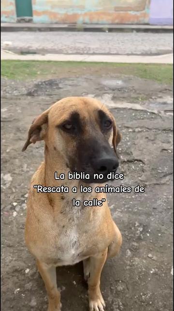 @NayeAyudaPeluditos