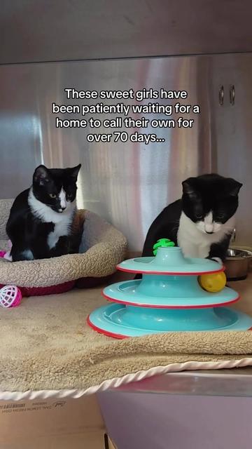 @BC SPCA