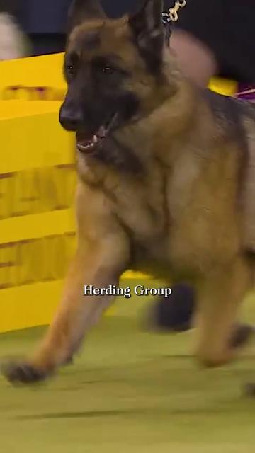 @Westminster Kennel Club