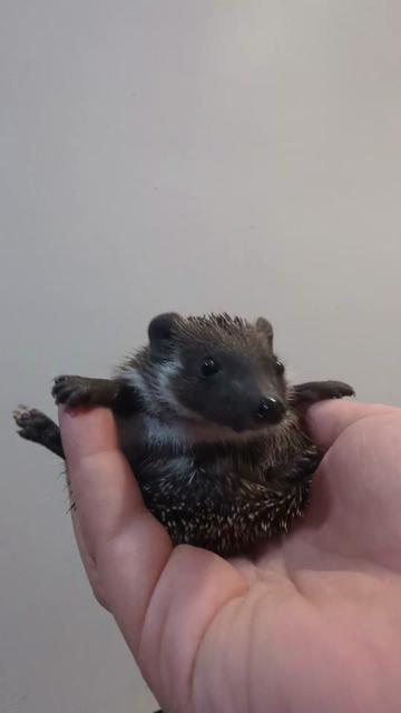 @hedgehogprecision