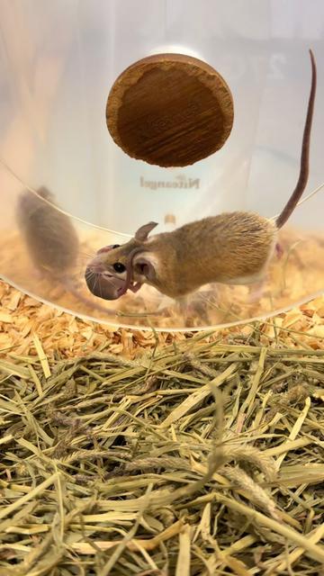 @Tiny Tails Mousery