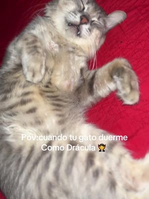 @By_Dianacarolina 🌸