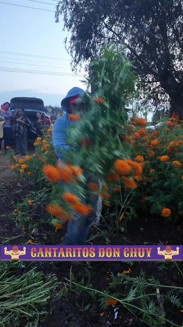 @Gerardo Campa