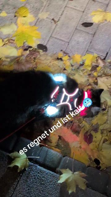 @😻Katrin&Odin 😻Modi Muddi 😻