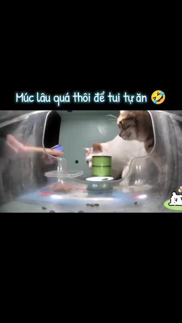 @Meo Meo 😋