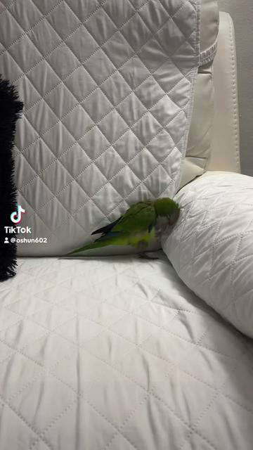 @Charlie🦜