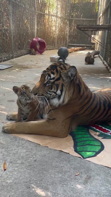 @memphiszoo
