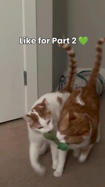 @One and a Half Orange Cats
