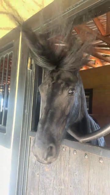 @Horses TikTok