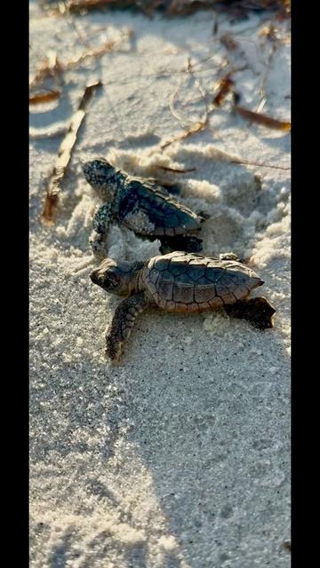 @Southwest Florida Shelling
