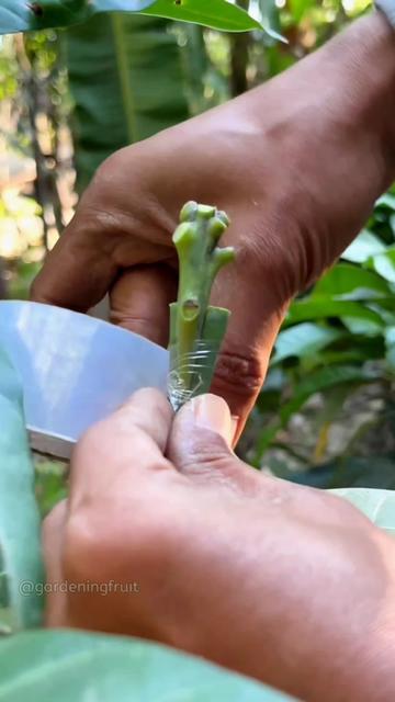 @GardeningFruits
