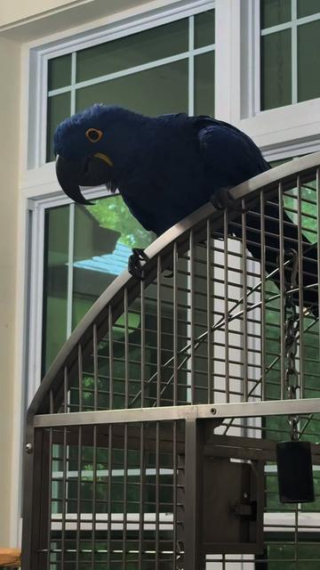 @Royal Bird Lady 💙