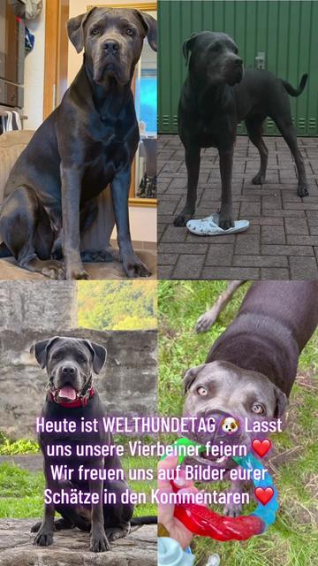 @Cane Corso Ayra 🐾