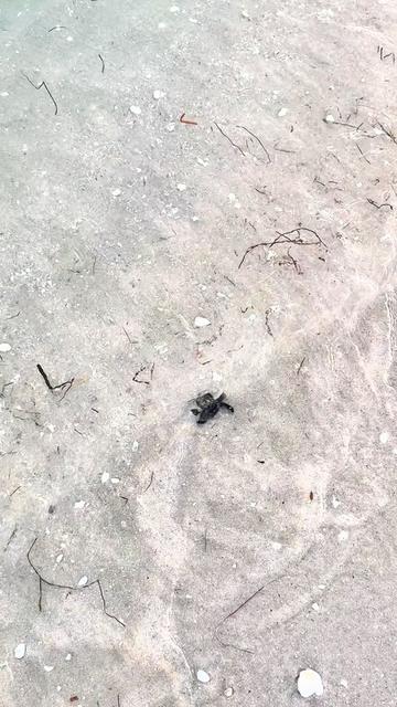 @Southwest Florida Shelling