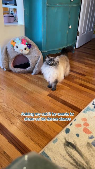 @My Cat Is People 🇨🇦