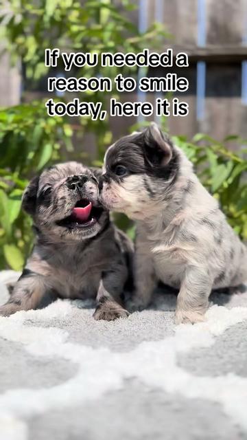 @TheFrenchieShop