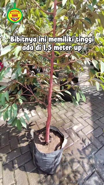 @Produksi Buah_SBS