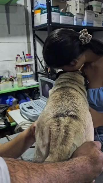 @Lizzylapug🐶🌸