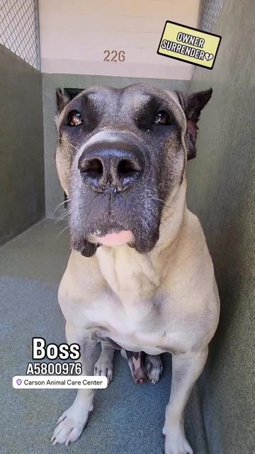 @Cane Corsos