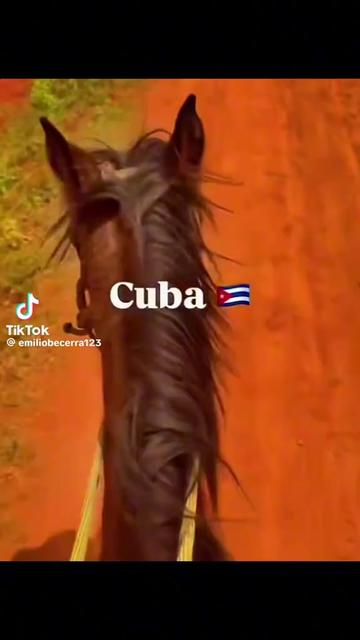 @💮🇨🇺🇮🇹