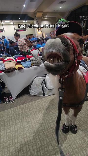 @minihorsemomandtrainer🐴🐴🐴🐴