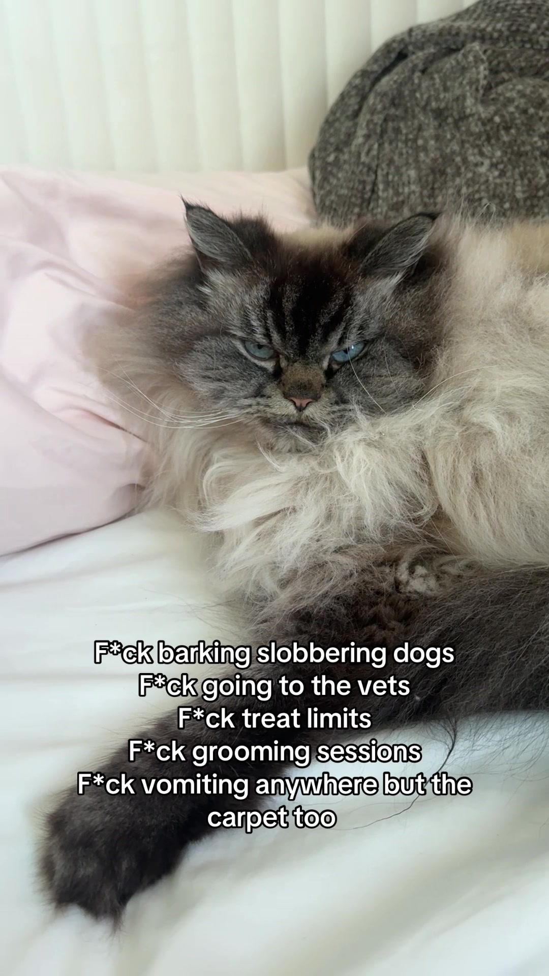 @Merlin Ragdoll