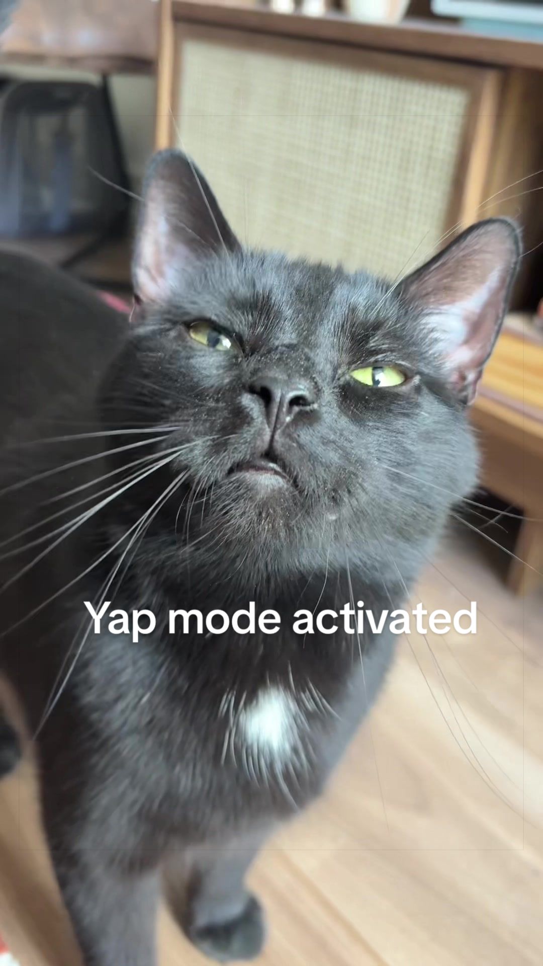 @ElaineTheCat
