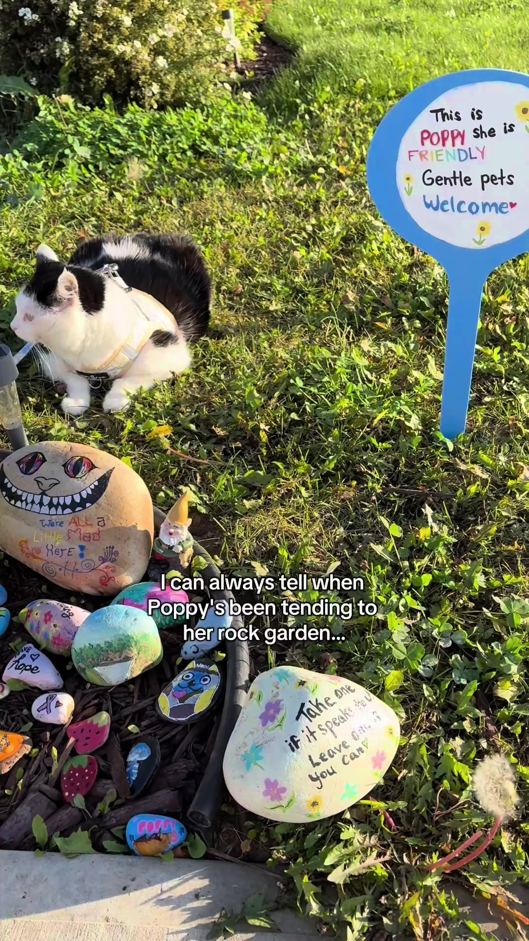 @poppytherescuecat_