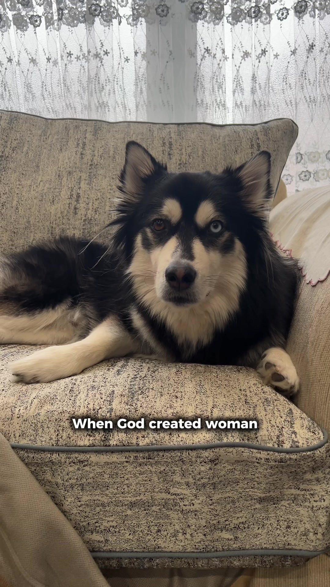 @Zeus the Pomsky🐾