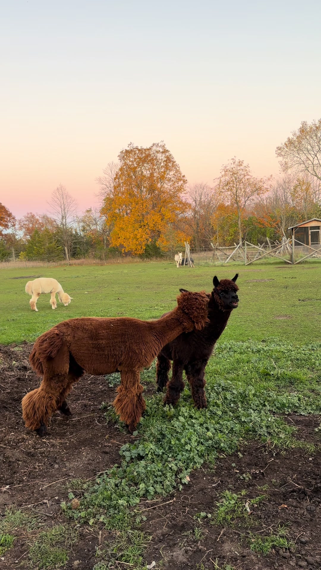 @Useless Farm