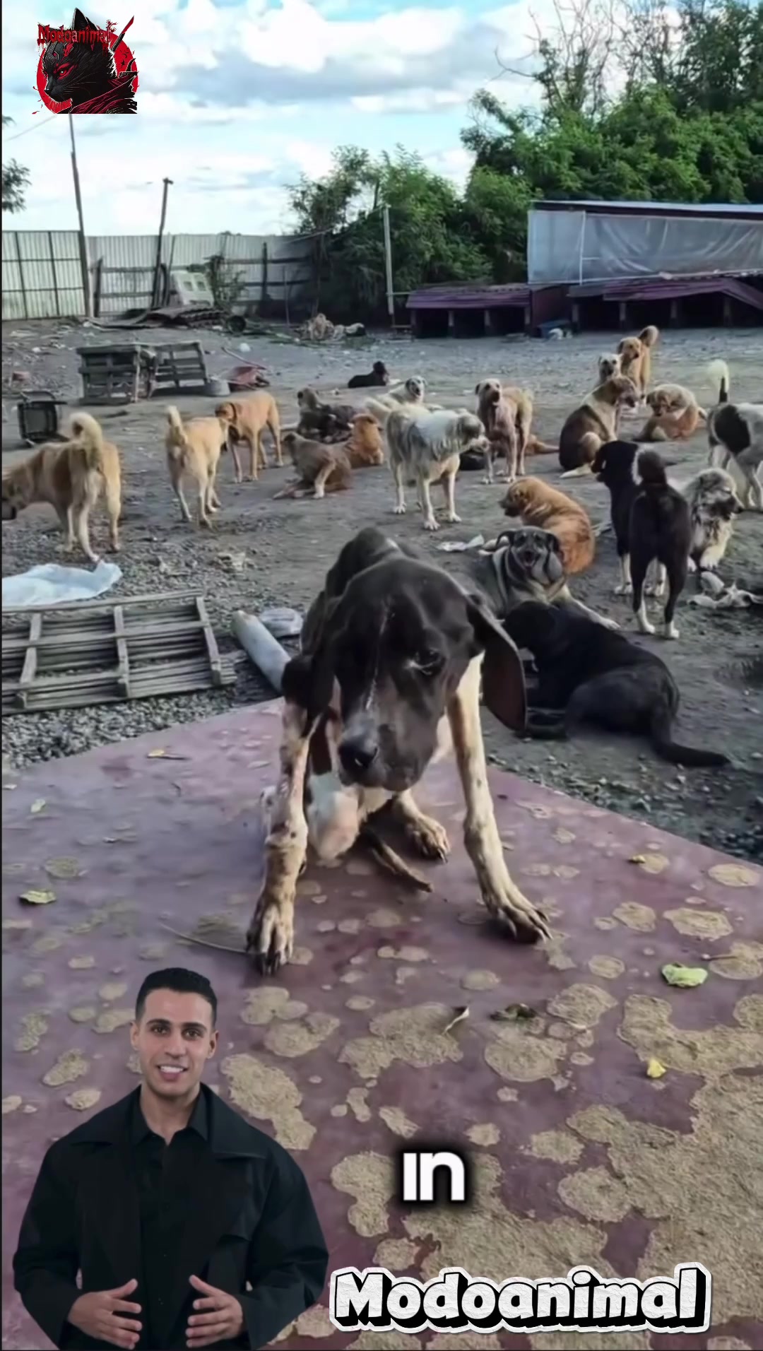 @Modoanimal