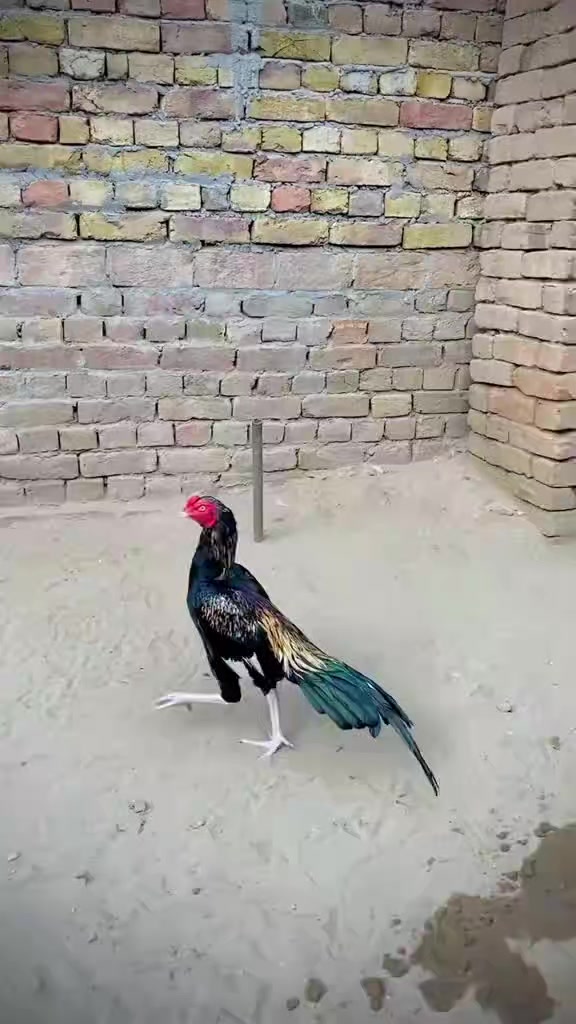 @🐓 ASEEL SHOK 🐓