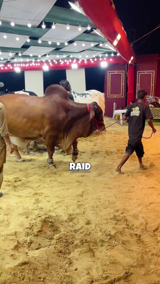 @Raid by Karachi Mandi Scnz