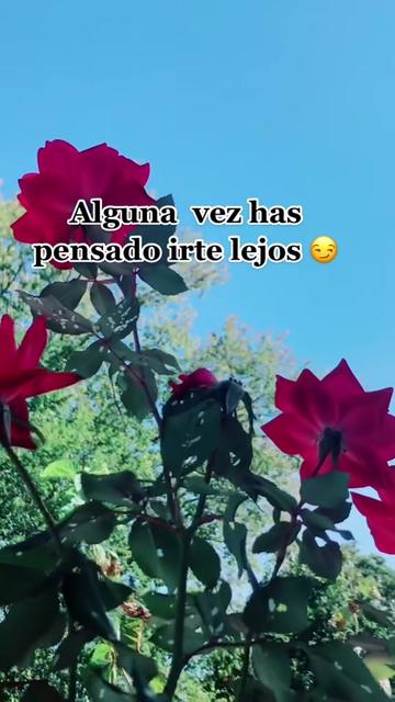 @💛🤎BonitaGirasol91