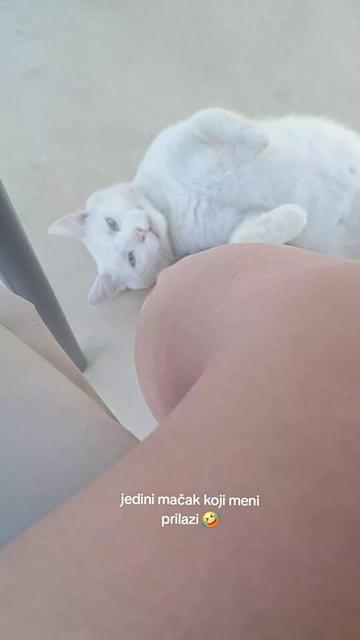 @N🐆