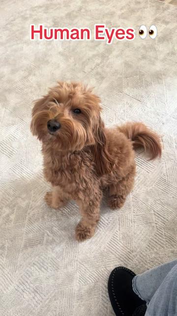 @TuckerTheTurlockDoodle