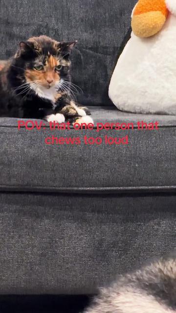 @2goldensandacat
