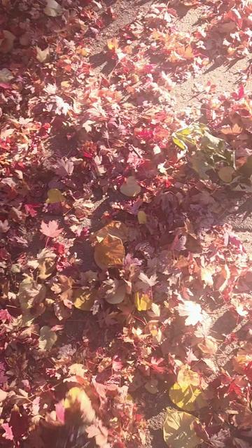 @🇱🇻 Star⊝ling🍉Zelktis🍁