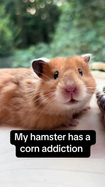 @Poppy Bee Hamstery