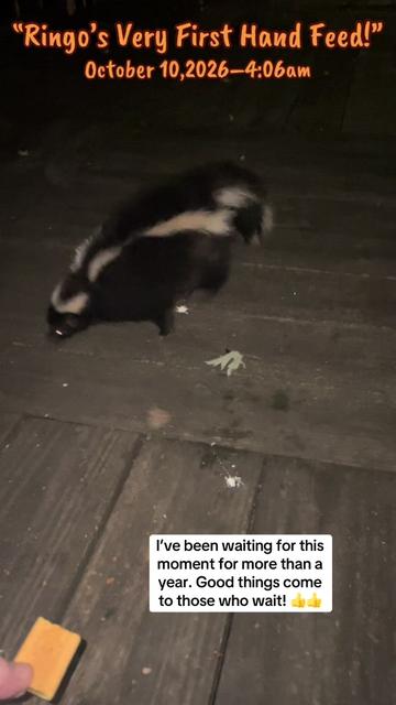 @LoneWolfKritterKam