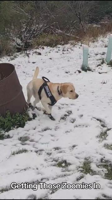 @Service Pup Milo