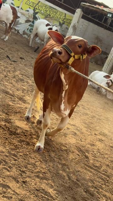 @Karachi Bull lovers