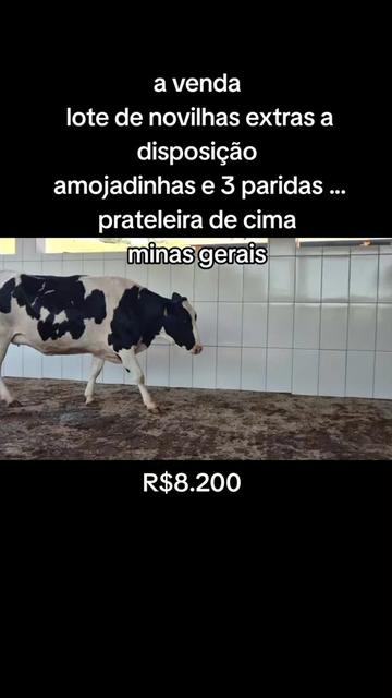 @marketing_do_gado