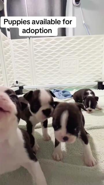 @Boston terrier puppies