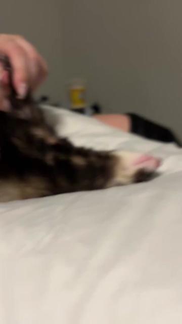 @oliverandstellaferrets