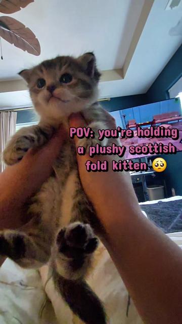 @Brittany's Beauties Kittens